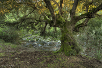 Very-old-oak