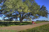 Country-road-shaded-oak