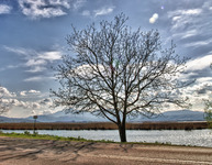 Tree-on-lake