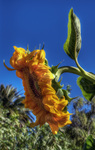 Study-on-the-sunflower-1