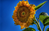 Study-on-the-sunflower-2