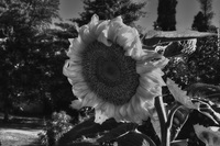 Study-on-the-sunflower-3