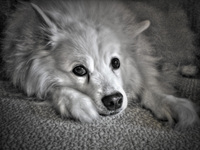 My-american-eskimo-daisy-dog