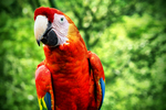 Guacamaya