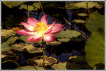 Bloom