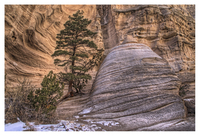 Tree-and-hoodoo