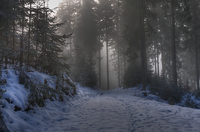 In-the-fog-and-snow-
