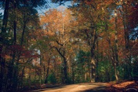 Talking-trees