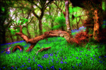 Bluebell-wood