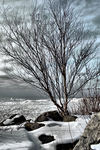Lone-birch