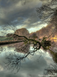 Fallen-tree