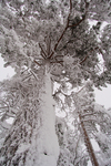 Ice-tree