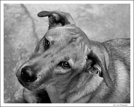 The-dog