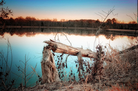 Beaver-tree-on-the-lake