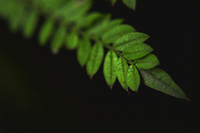 Leafs