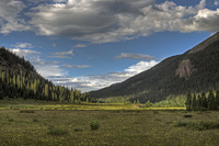 Meadow