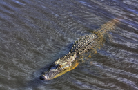 Florida-alligator