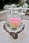 Close-rose