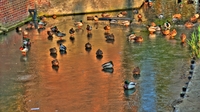 Duck-s-on-ice
