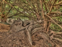 Branching-out