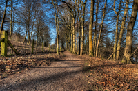 Woodland-walk