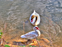 Svan-and-goose-