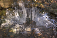 Ice-and-tree-root