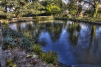 Frozen-pond
