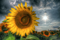 Sunflower