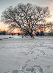 Frozen-oak