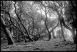 A-dark-forest