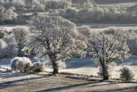 Winter-morning
