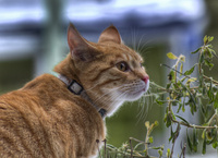 Little-tiger