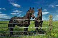Posing-horses