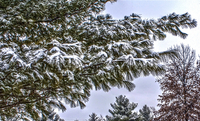 Winter-snow-on-tree