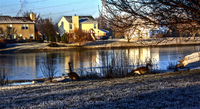 Pond-and-ducks