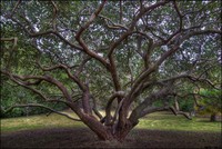 Magical-cotoneaster