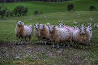 Ewes-looking-at-me
