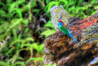 Blue-throated-bee-eater