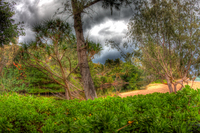 Hawaii-greenery