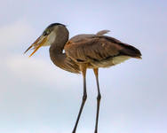 Fish-food-for-mr-heron