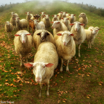 Sheeps
