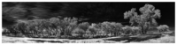 Line-of-cottonwoods