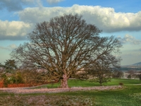 Oak