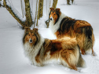 Duke-and-daisy