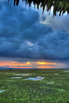 Greeny-sunset