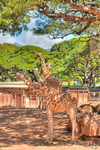 Giraffes-at-the-honolulu-zoo