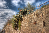 Mediterranean-vegetation