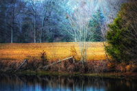 Lake-edge-in-morning-light