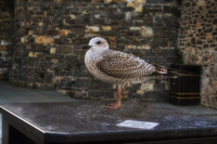 Tame-seagull